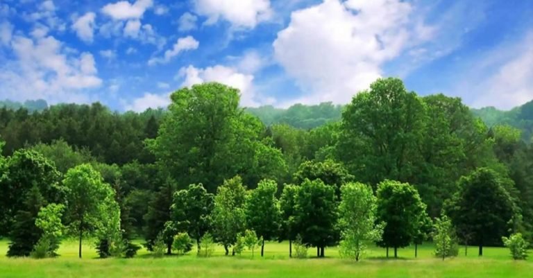 اف یہ گرمی سایہ کہاں