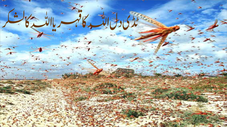 ٹڈی دل اللہ کا قہر یا اللہ کا لشکر